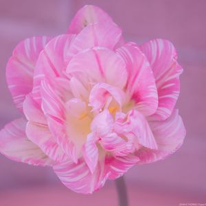 Preview wallpaper tulip, petals, pink, flower