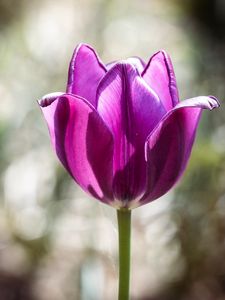 Preview wallpaper tulip, petals, purple, macro