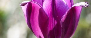 Preview wallpaper tulip, petals, purple, macro