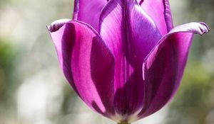 Preview wallpaper tulip, petals, purple, macro
