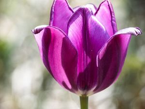 Preview wallpaper tulip, petals, purple, macro