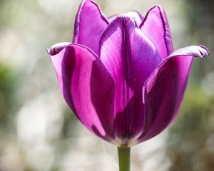 Preview wallpaper tulip, petals, purple, macro