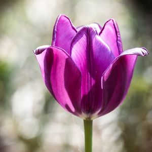 Preview wallpaper tulip, petals, purple, macro