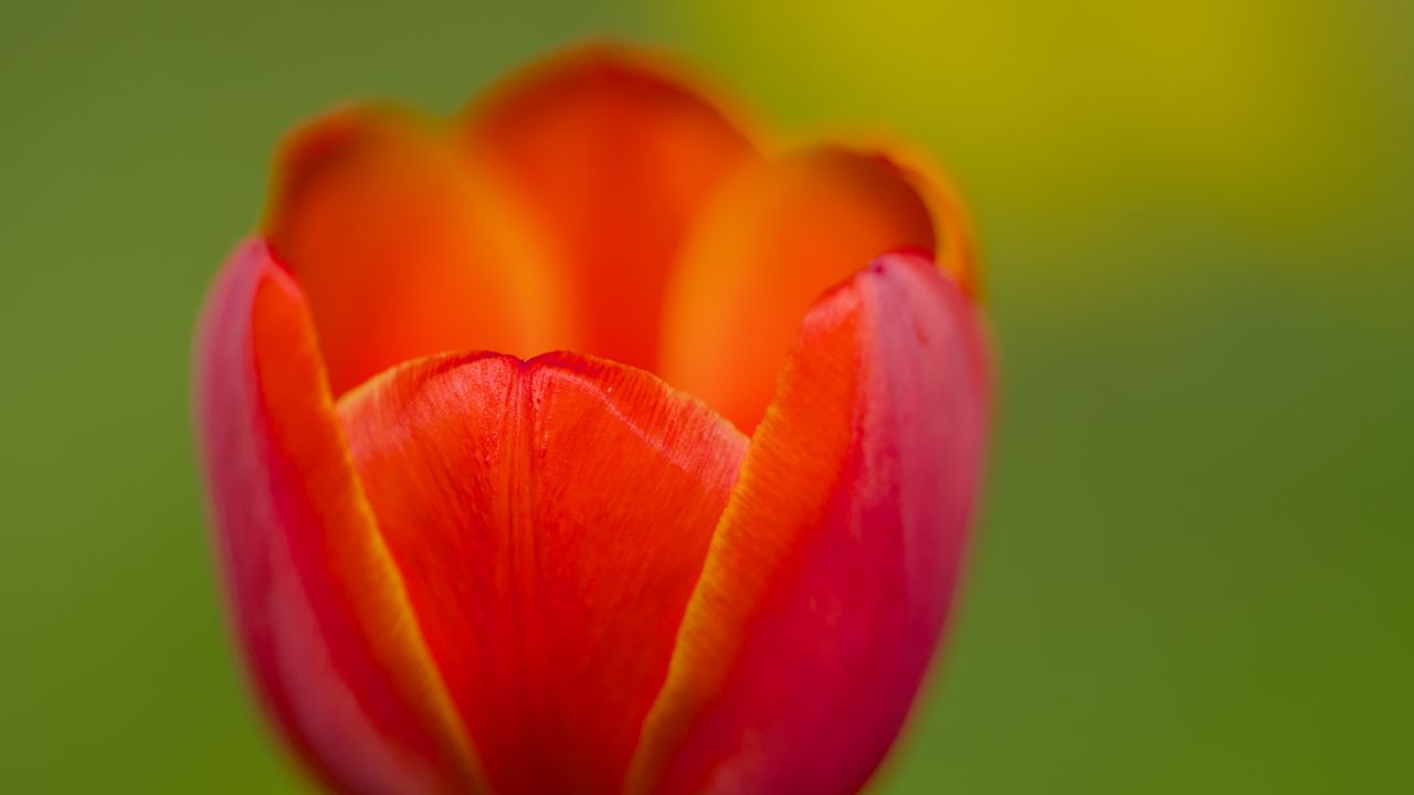 Wallpaper tulip, petals, red, macro, blur