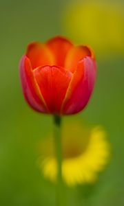 Preview wallpaper tulip, petals, red, macro, blur