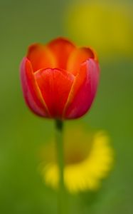 Preview wallpaper tulip, petals, red, macro, blur