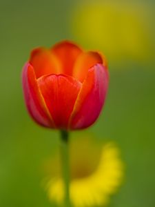 Preview wallpaper tulip, petals, red, macro, blur