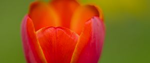 Preview wallpaper tulip, petals, red, macro, blur