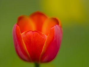 Preview wallpaper tulip, petals, red, macro, blur