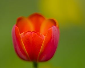 Preview wallpaper tulip, petals, red, macro, blur