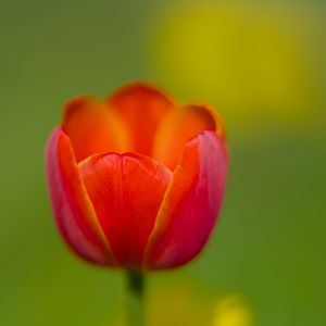 Preview wallpaper tulip, petals, red, macro, blur