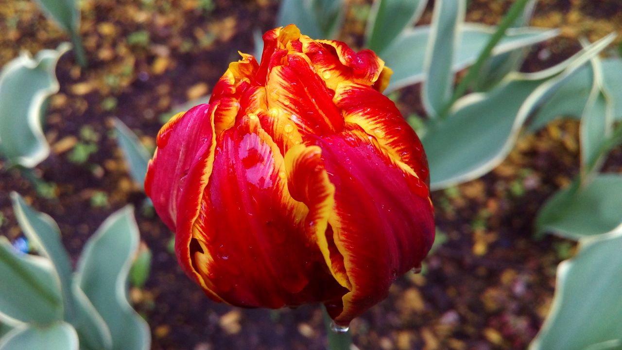 Wallpaper tulip, petals, striped, close-up