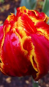 Preview wallpaper tulip, petals, striped, close-up