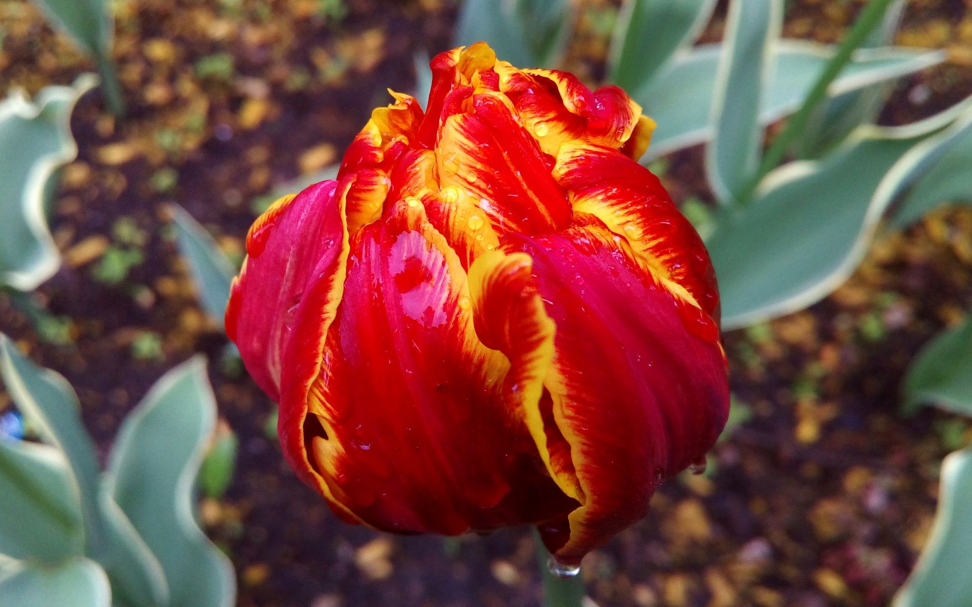 Download wallpaper 1920x1200 tulip, petals, striped, close-up