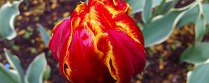 Preview wallpaper tulip, petals, striped, close-up