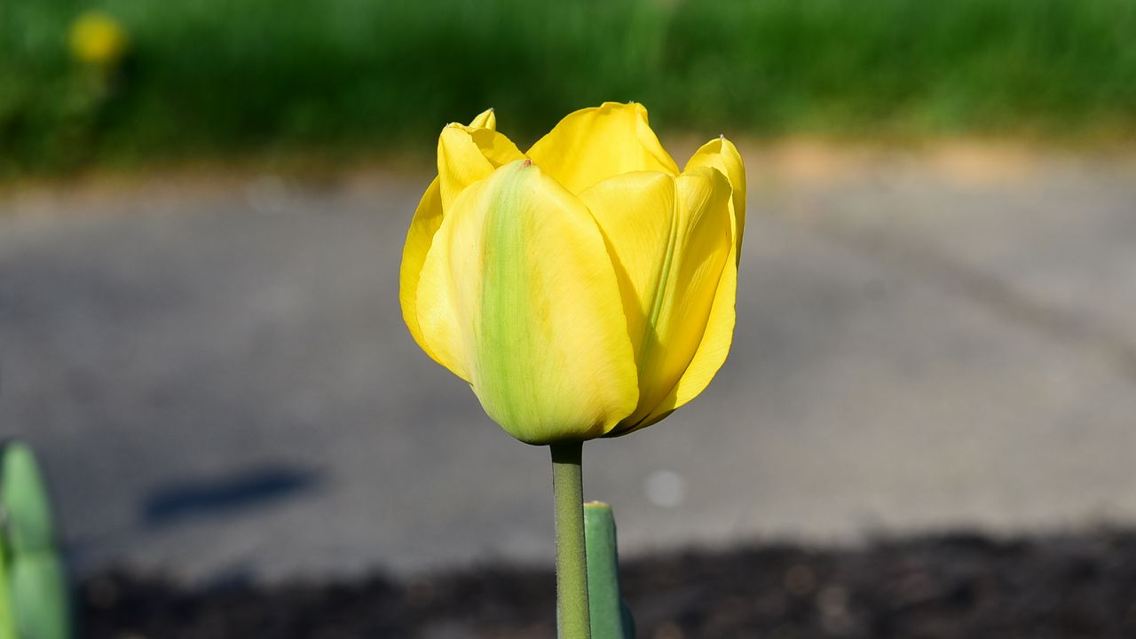 Wallpaper tulip, petals, yellow, flowers