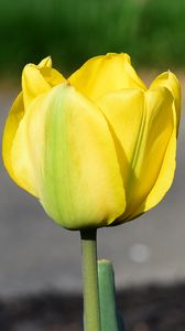 Preview wallpaper tulip, petals, yellow, flowers
