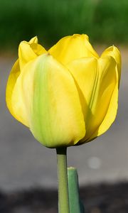 Preview wallpaper tulip, petals, yellow, flowers