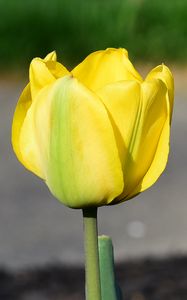 Preview wallpaper tulip, petals, yellow, flowers