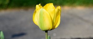 Preview wallpaper tulip, petals, yellow, flowers