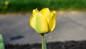 Preview wallpaper tulip, petals, yellow, flowers