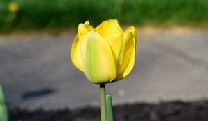 Preview wallpaper tulip, petals, yellow, flowers