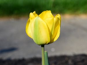 Preview wallpaper tulip, petals, yellow, flowers