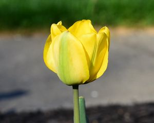 Preview wallpaper tulip, petals, yellow, flowers