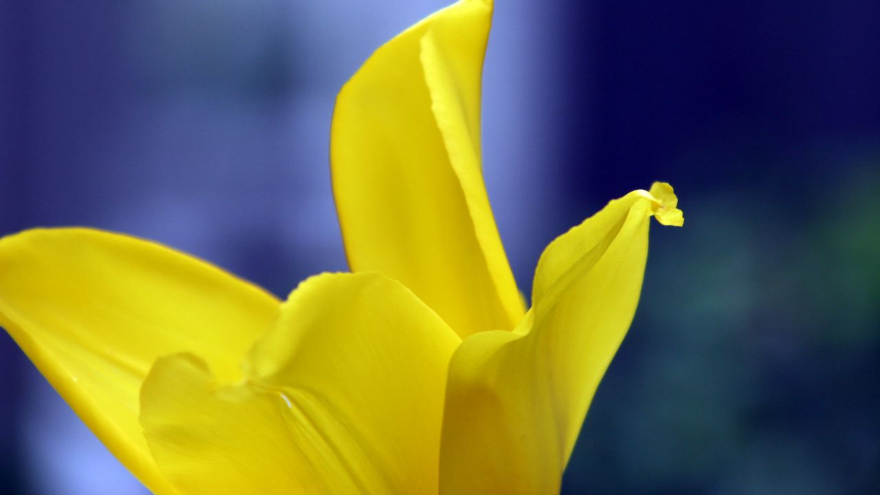 Wallpaper tulip, petals, yellow, macro, flower