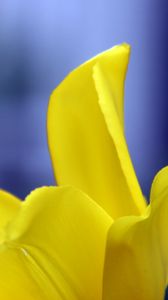 Preview wallpaper tulip, petals, yellow, macro, flower