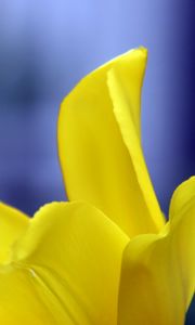 Preview wallpaper tulip, petals, yellow, macro, flower