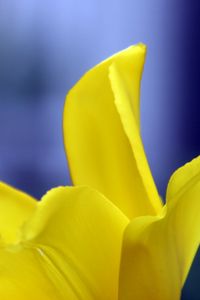 Preview wallpaper tulip, petals, yellow, macro, flower