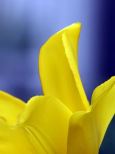 Preview wallpaper tulip, petals, yellow, macro, flower