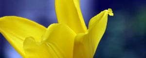 Preview wallpaper tulip, petals, yellow, macro, flower