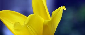 Preview wallpaper tulip, petals, yellow, macro, flower