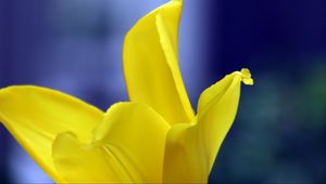 Preview wallpaper tulip, petals, yellow, macro, flower