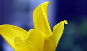 Preview wallpaper tulip, petals, yellow, macro, flower