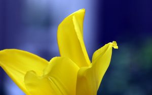 Preview wallpaper tulip, petals, yellow, macro, flower