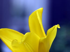 Preview wallpaper tulip, petals, yellow, macro, flower