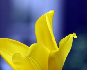 Preview wallpaper tulip, petals, yellow, macro, flower