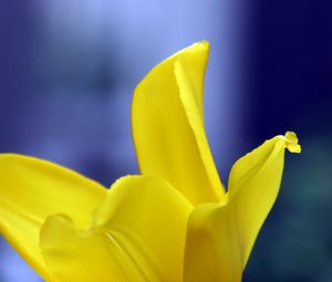 Preview wallpaper tulip, petals, yellow, macro, flower