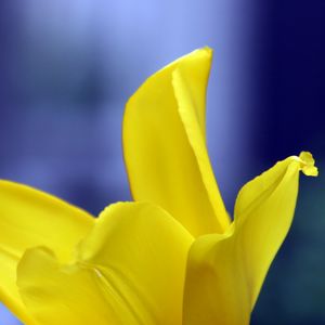 Preview wallpaper tulip, petals, yellow, macro, flower