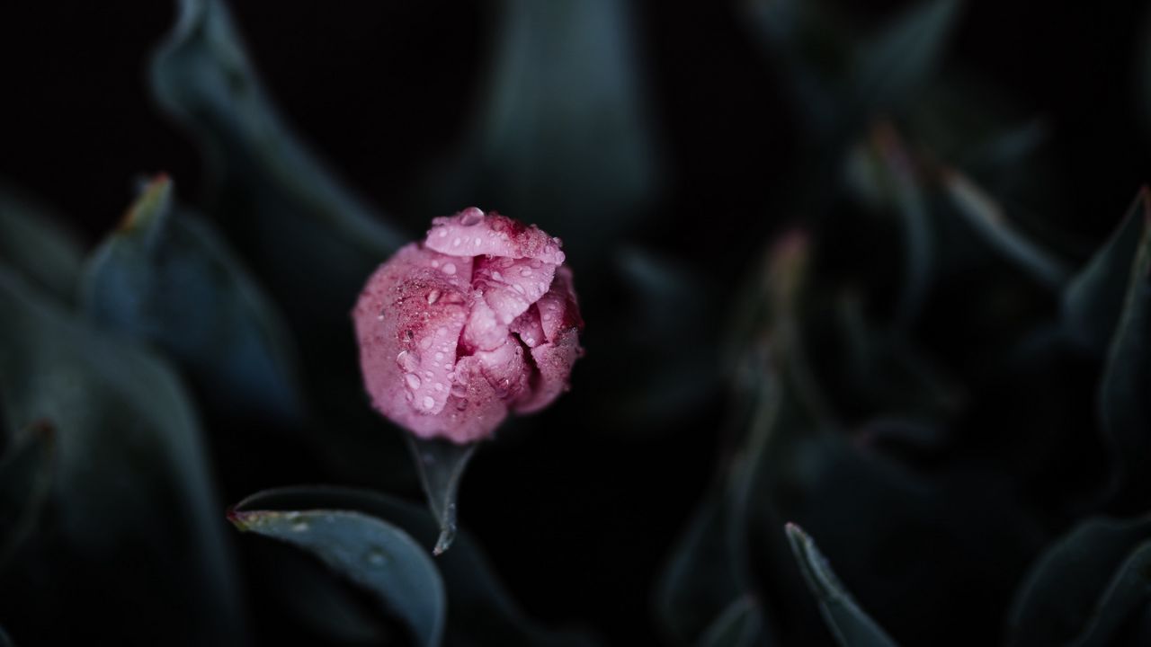 Wallpaper tulip, pink, bud, flower, wet