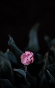 Preview wallpaper tulip, pink, bud, flower, wet