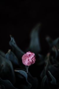 Preview wallpaper tulip, pink, bud, flower, wet