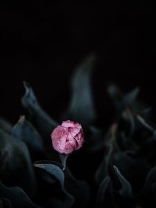 Preview wallpaper tulip, pink, bud, flower, wet