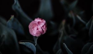 Preview wallpaper tulip, pink, bud, flower, wet