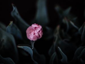 Preview wallpaper tulip, pink, bud, flower, wet