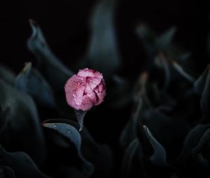 Preview wallpaper tulip, pink, bud, flower, wet