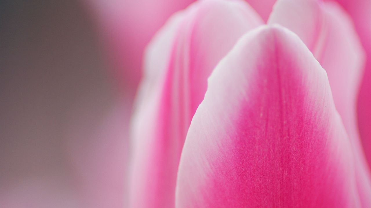 Wallpaper tulip, pink, macro, flower, petals